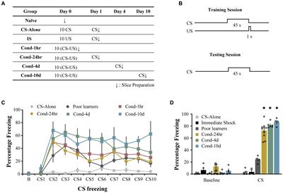 Synaptic and intrinsic plasticity within overlapping lateral amygdala ensembles following fear conditioning